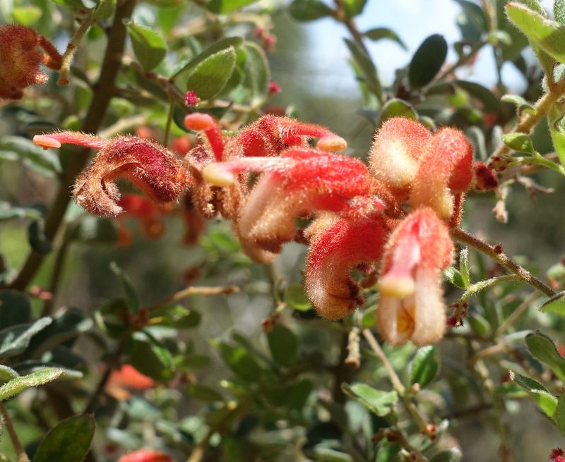 Grevillea alpina, photographed by yatesy