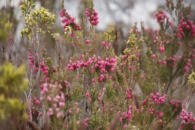 Erica tegulifolia, photographed by Tony Rebelo