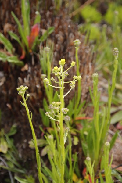 Senecio crispus, photographed by Tony Rebelo