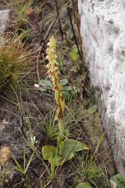 Satyrium situsanguinum, photographed by Tony Rebelo