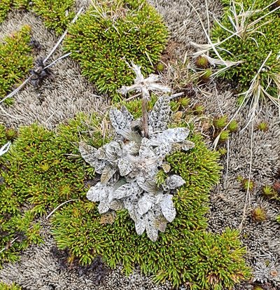 Anisotome lanuginosa, photographed by Katie Jenkins