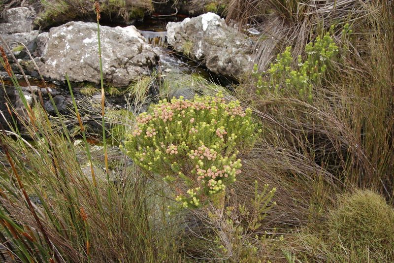 Berzelia arachnoidea, photographed by Tony Rebelo