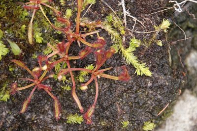 Pseudolycopodiella caroliniana, photographed by Tony Rebelo