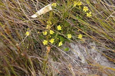 Villarsia manningiana, photographed by Tony Rebelo