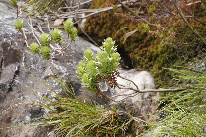Ursinia caledonica, photographed by Tony Rebelo