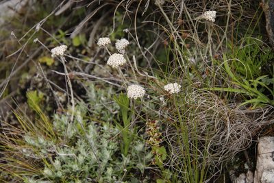 Anaxeton asperum, photographed by Tony Rebelo