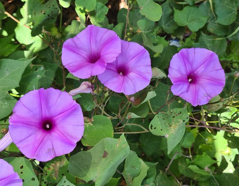 Ipomoea pedicellaris, photographed by Lyrae
