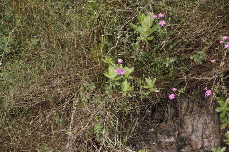 Senecio speciosissimus, photographed by Tony Rebelo