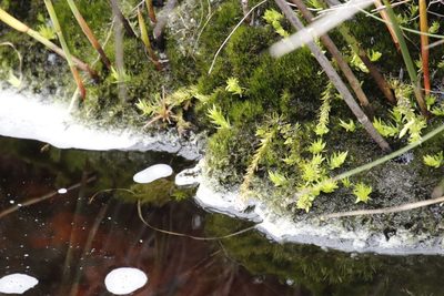 Pseudolycopodiella caroliniana, photographed by Tony Rebelo