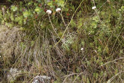 Helichrysum felinum, photographed by Tony Rebelo