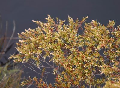 Brunia africana, photographed by Tony Rebelo