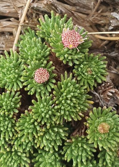 Leptinella goyenii, photographed by Katie Jenkins