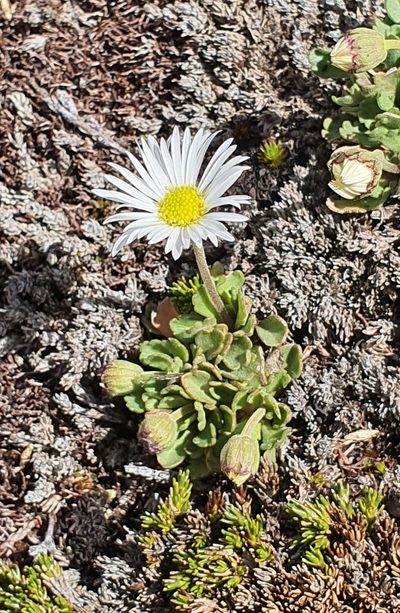 Brachyscome montana, photographed by Katie Jenkins