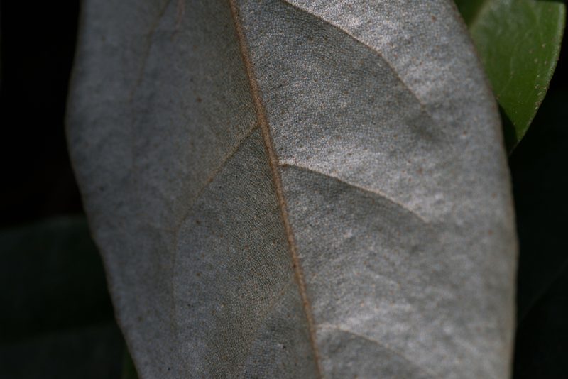 Elaeagnus triflora, photographed by Bruce Cathie
