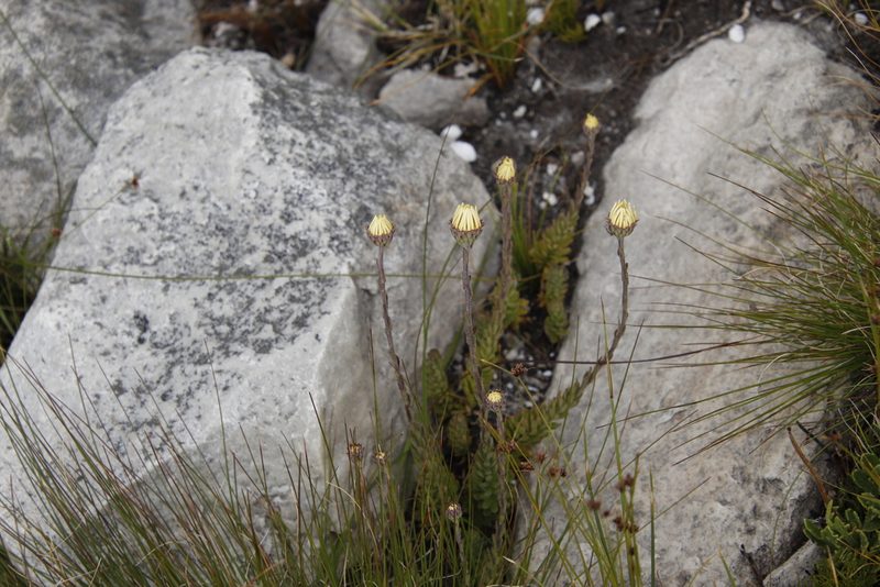 Osmitopsis afra, photographed by Tony Rebelo
