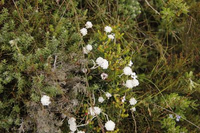 Anaxeton asperum, photographed by Tony Rebelo