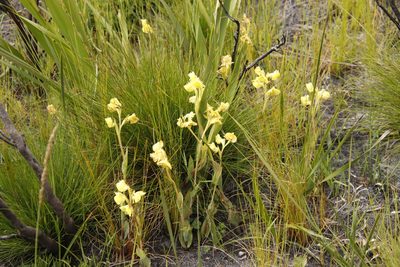 Pterygodium acutifolium, photographed by Tony Rebelo