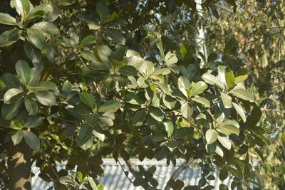 Artocarpus heterophyllus, photographed by S.MORE