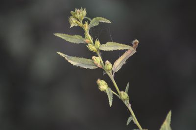 Sida acuta, photographed by S.MORE