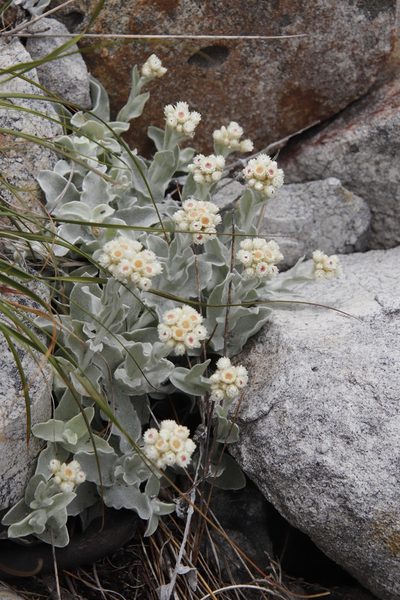 Helichrysum diffusum, photographed by Tony Rebelo