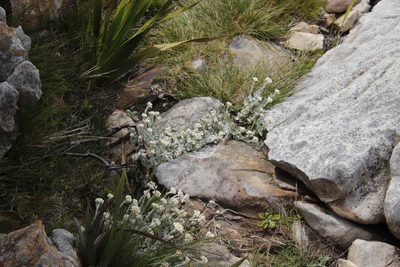 Helichrysum diffusum, photographed by Tony Rebelo