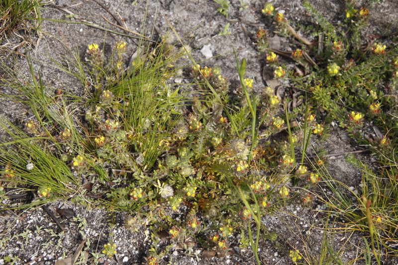 Aspalathus radiata, photographed by Tony Rebelo