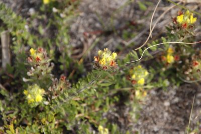 Aspalathus radiata, photographed by Tony Rebelo