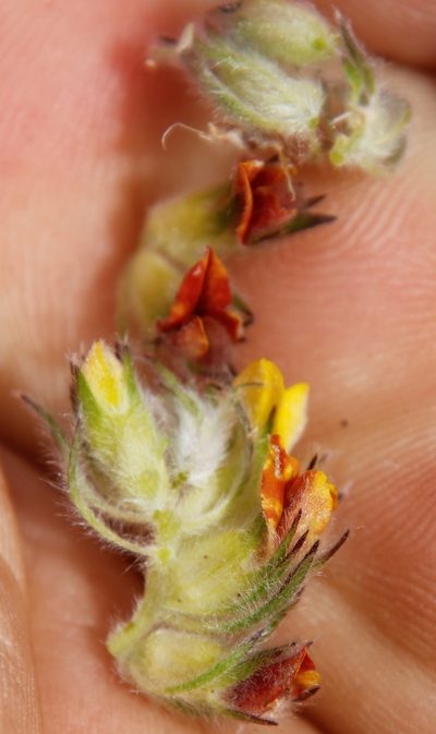 Aspalathus radiata, photographed by Tony Rebelo