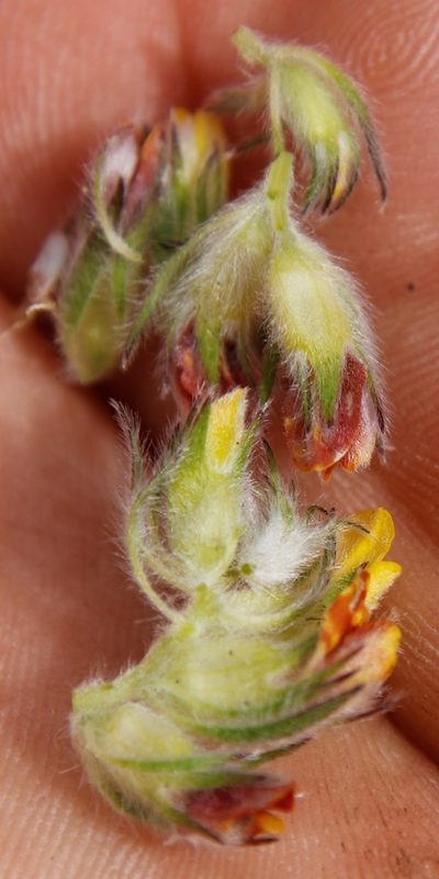 Aspalathus radiata, photographed by Tony Rebelo