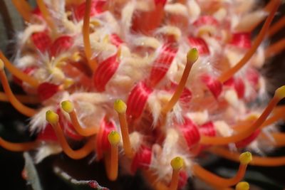 Leucospermum pluridens, photographed by Di Turner