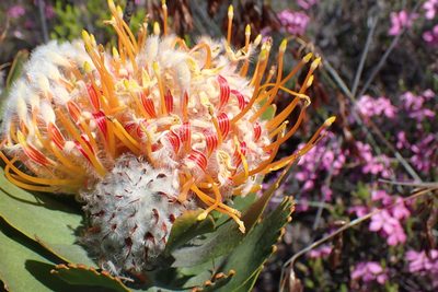Leucospermum pluridens, photographed by Di Turner
