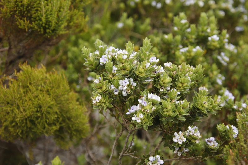 Psoralea obliqua, photographed by Tony Rebelo