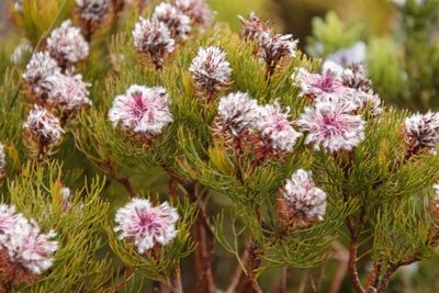 Serruria phylicoides, photographed by Tony Rebelo