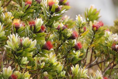 Leucospermum oleifolium, photographed by Tony Rebelo