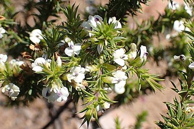 Muraltia ericifolia, photographed by Di Turner