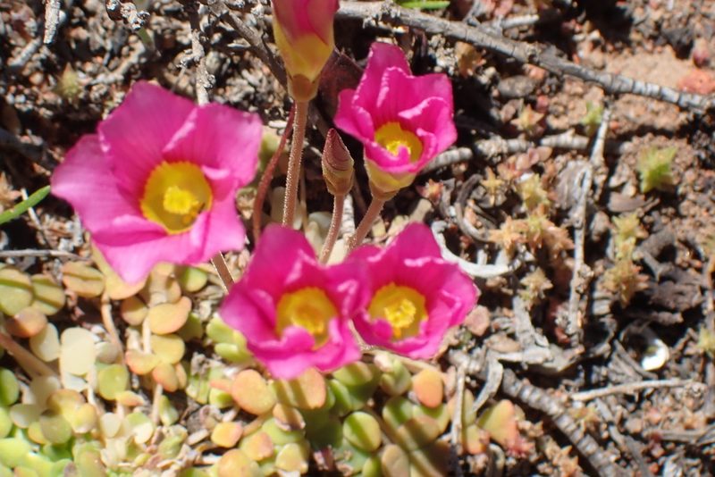 Oxalis inaequalis, photographed by Di Turner