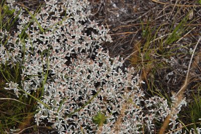 Helichrysum tinctum, photographed by Tony Rebelo