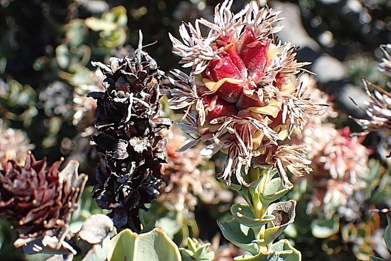 Paranomus roodebergensis, photographed by Di Turner