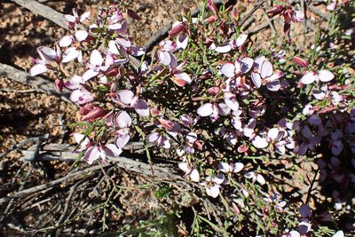 Polygala microlopha, photographed by Di Turner