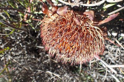 Protea humiflora, photographed by Di Turner