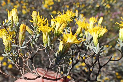 Pteronia incana, photographed by Di Turner