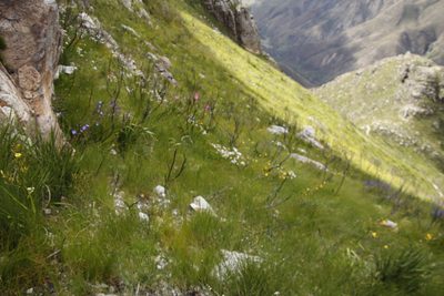 Moraea ramosissima, photographed by Tony Rebelo