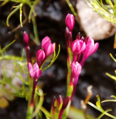 Thereianthus minutus, photographed by Tony Rebelo