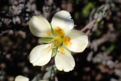 Roepera fulva, photographed by Di Turner