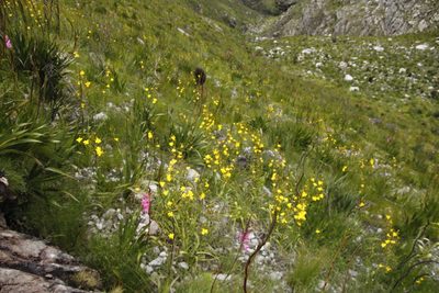 Moraea ramosissima, photographed by Tony Rebelo
