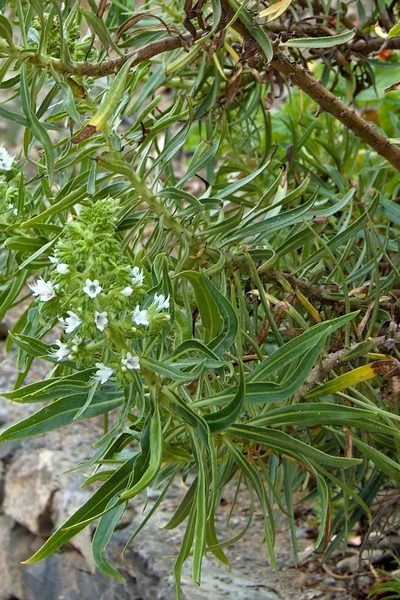 Echium decaisnei, photographed by Petr Harant