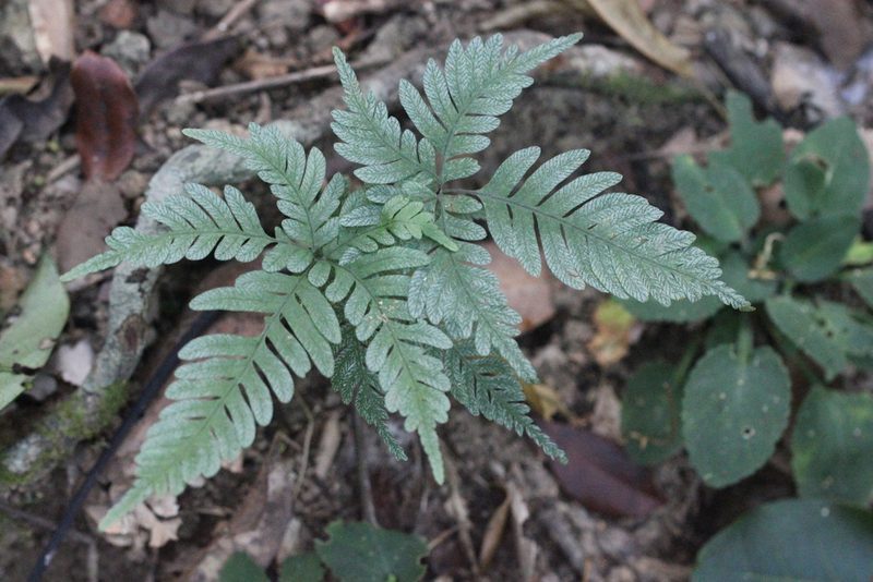 Pteris grevilleana, photographed by Agnes Trekker