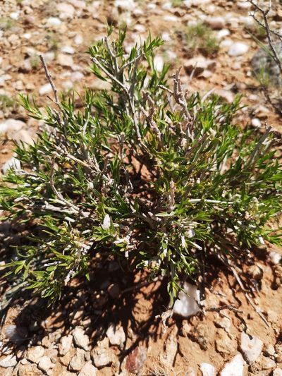 Pogonospermum australe, photographed by Ricus Nel
