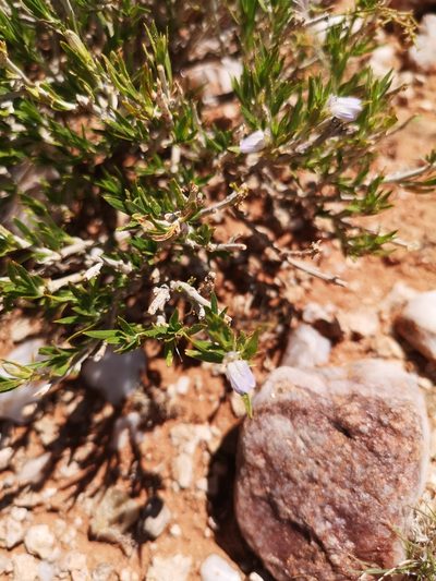 Pogonospermum australe, photographed by Ricus Nel