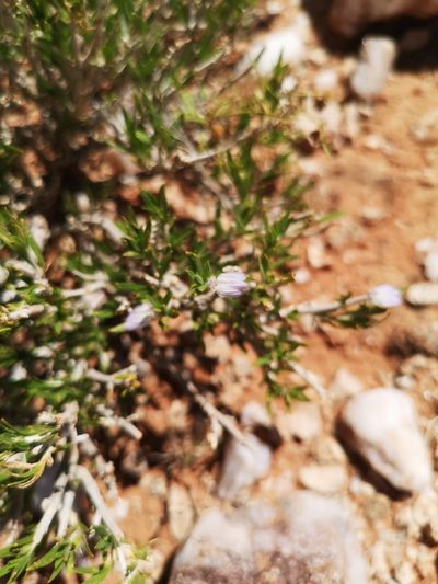 Pogonospermum australe, photographed by Ricus Nel
